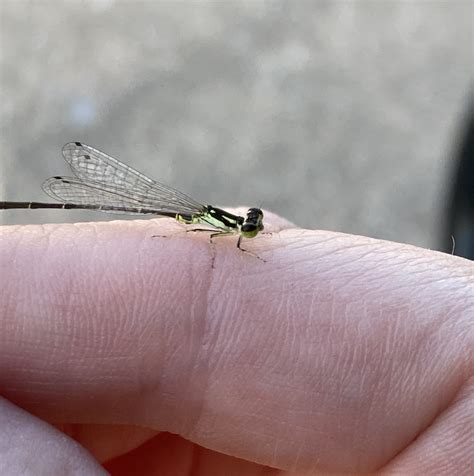 Researchers Survey Dragonflies And Damselflies To Help Species Survive