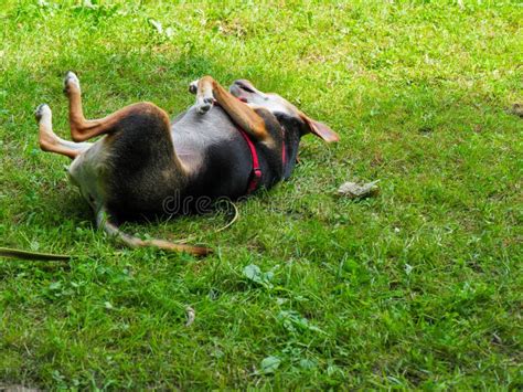 Dog Rolling On Grass In Park Stock Photo Image Of Doggy Playful
