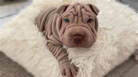 The 10 Wrinkly Dog Breeds That Will Melt Your Heart Youtube