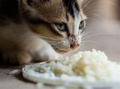 Can Cats Eat Rice Get The Answer Now