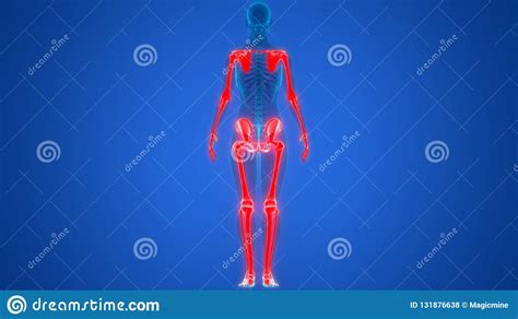 Human Body Skeleton System Appendicular Skeleton Anatomy Stock