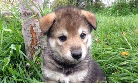 23 Tiny Wolf Puppy For Sale Photo 4k Ukbleumoonproductions