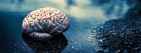 Hjerne Læs Om Hjernens Anatomi Kemi Og Funktion Lexdk