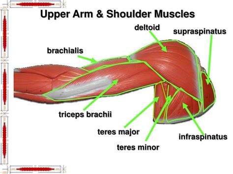 Shoulder Muscles Diagram Anterior Muscles Of The Uppe