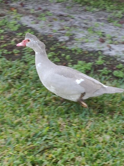 Running Gray Duck Rduck