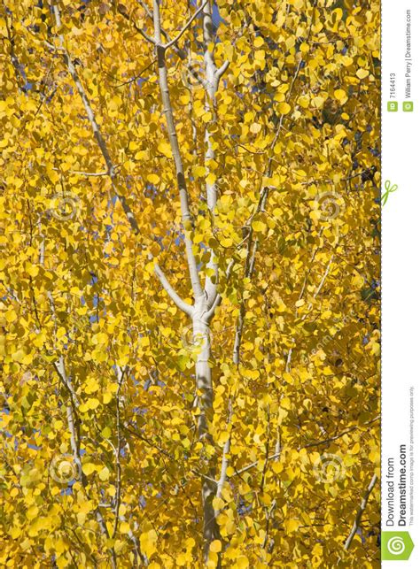 Yellow Gold Quaking Aspen Tree Stock Image Image Of Golden