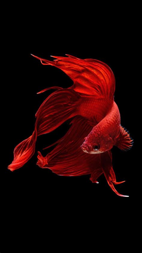 Here are only the best red fish wallpapers. Betta Fish Wallpapers - Wallpaper Cave