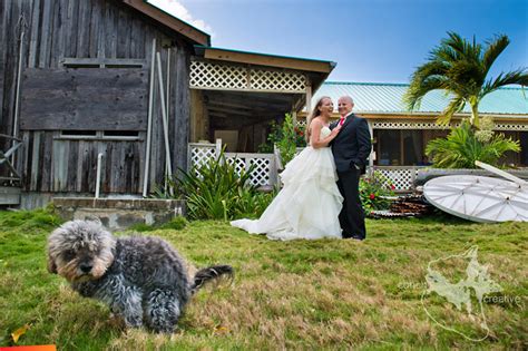 Dog Photobombs The Wedding Poop