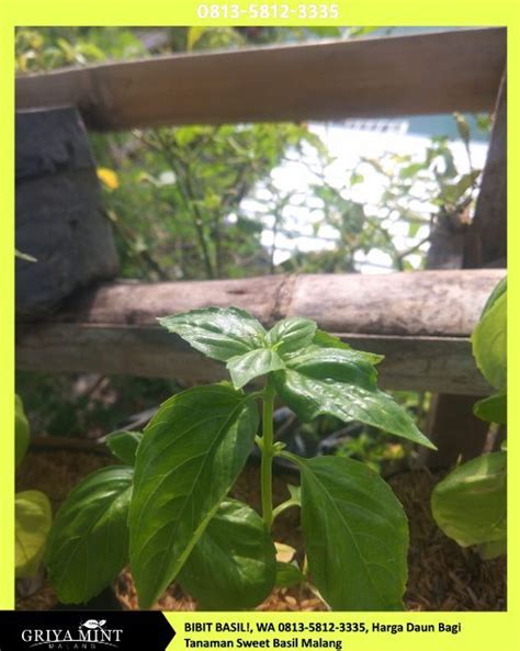 Pokok Yang Daun Hijau Danbunga Macam Dauh Putih Lunataroprince