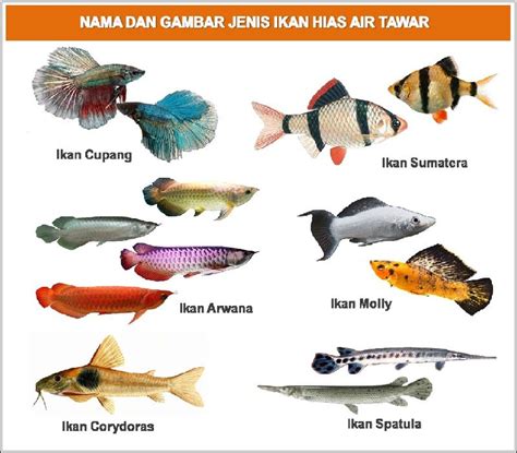 Nama Ikan Hias Air Tawar Laut Payau Beserta Latinnya Terlengkap