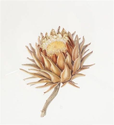 Rosemary Donnelly Cynara Scolymus Dried Artichoke Watercolour On
