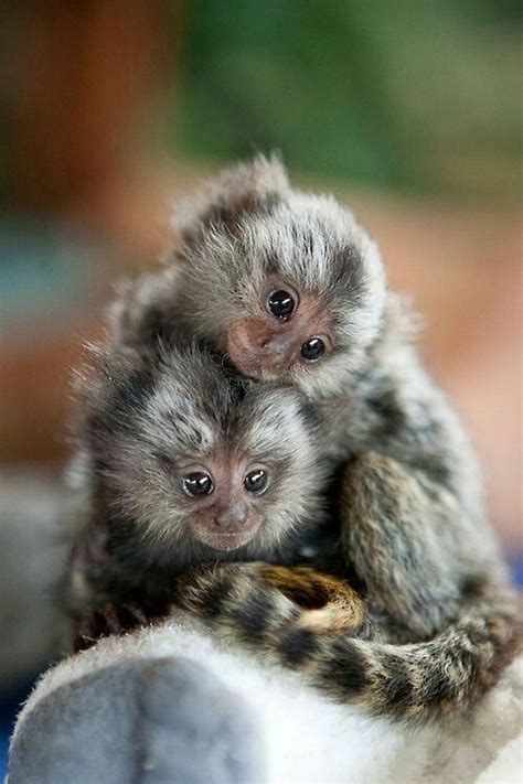 Buying a pet monkey isn't as easy as strolling into your local pet store or contacting one of the many breeders for the type of dog or cat breed you want. Pygmy Marmoset | A Little Monkey | Facts and Pictures | by ...
