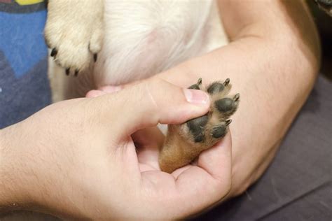 What Are The Treatments For A Cut On A Dogs Paw Pad Cuteness