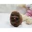 Brown Teacup Pomeranian  Toy Puppies Puppy
