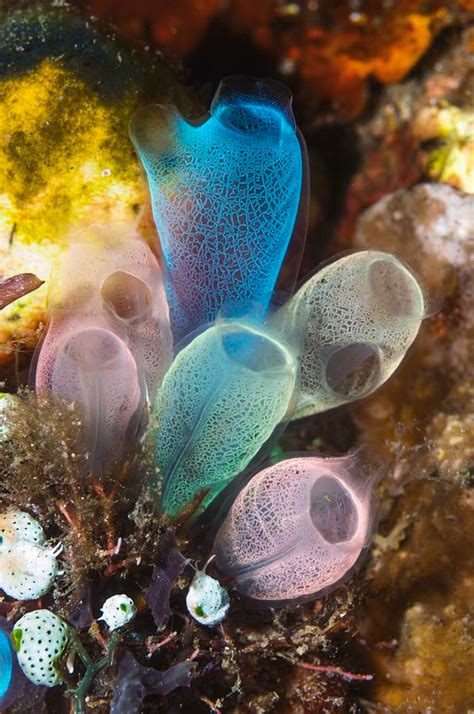 Ocean Art Ocean Life Coral Reef Photography Coral Reef Art Sea Squirt Life Under The Sea