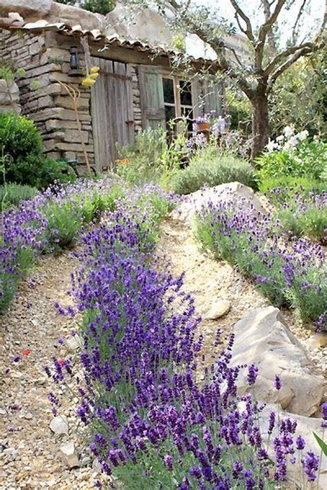 Magical House And Garden Decoration With Lavender Lavender Cottage Lavender Garden Lovely