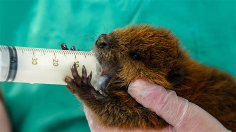 Orphaned Baby Beavers Crisscross New York State For Treatment At