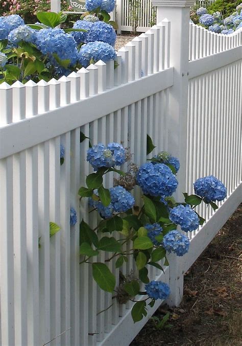 White Picket Fence With Blue Hydrangeas By Joan Harrison White Picket
