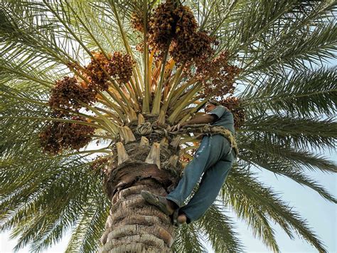 Iraqs Ancient Palm Climbers Struggle For Survival News Photos