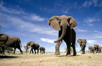 Elephant Elephants Animals Africa Tusk Violent Use