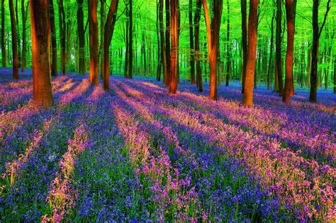46 Spring Forest Desktop Wallpapers Wallpapersafari