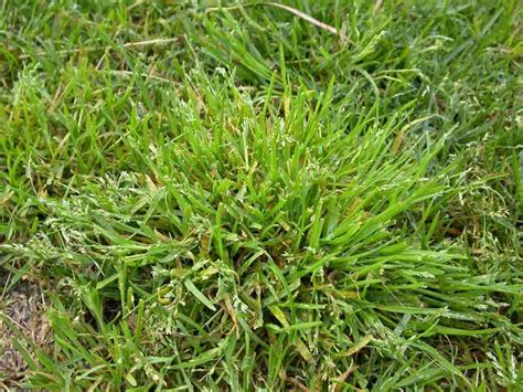 Guide To Of The Most Common Lawn Weeds A Bulk Turf Supplies