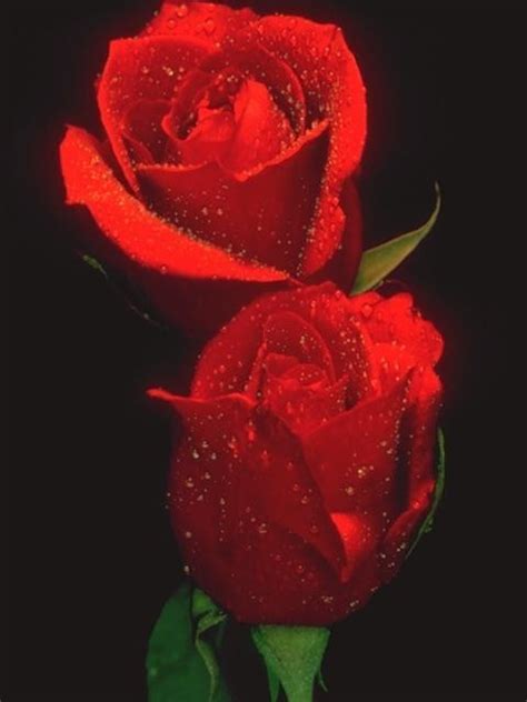 Check spelling or type a new query. Roseville CA Florists and Flower Delivery Options ...