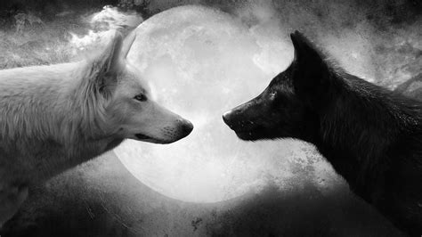 Black Wolf Hd Wallpapers 1080p Wallpaperscharlie 1920x1080 Two Wolves