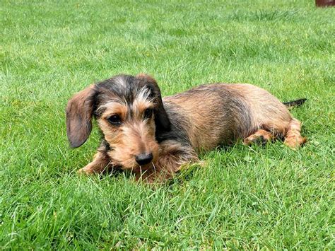 Dachshund Teckel O Perro Salchicha Cuidados Conducta Y Más