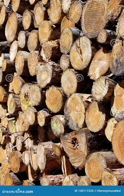 Pile Of Logs In A Forest Stock Photo Image Of Fuelwood 130111526