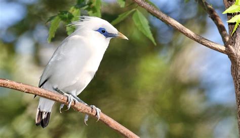 9 Keunikan Fakta Burung Jalak Bali Yang Terancam Punah
