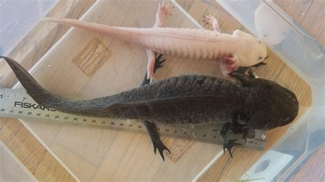 Just Adopted The Largest Axolotl I Have Ever Personally Seen Over A