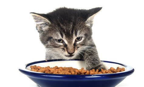 Very small kittens have very small teeth and can't. What's the Best Food to Feed Your Cats? - USA Pet Cover