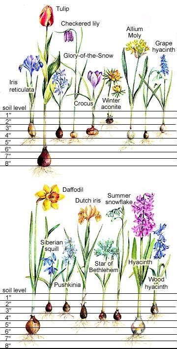 Bulb Planting Depth Guide With Images Planting Bulbs Plants