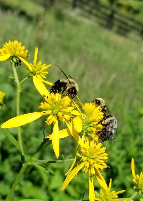 Maybe you would like to learn more about one of these? What Are Bee-Friendly Plants? | Plant a Bee Garden! Rural Mom