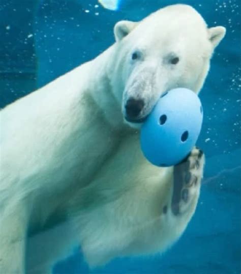 Female Polar Bear Killed By Male At Zoo During Mating Attempt Ladbible