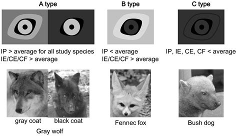 Wolves Might Use Their Eyes To Talk To Each Other Wired