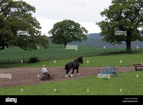 Shire Horse At Work Stock Photo Alamy