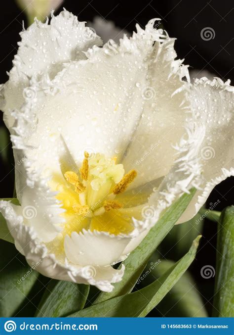 White Tulip Flower Drops Spring Macro Stock Image Image Of Flora