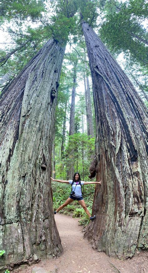 Redwoods National Park California Coast San Francisco Cultural
