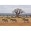 Tanzania Luxury Tented Safari  African Portfolio