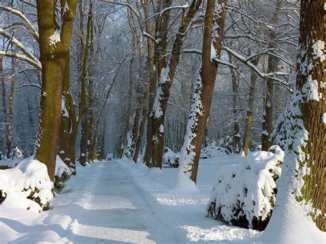 Snow Covered Road In The Woods Digital Art By Szyszka Fine Art America