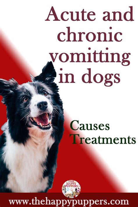 Acute And Chronic Vomiting In Dogs Causes Dog Psychology Dog Care