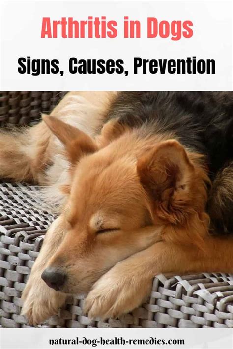 Dog Arthritis Symptoms Causes Treatment