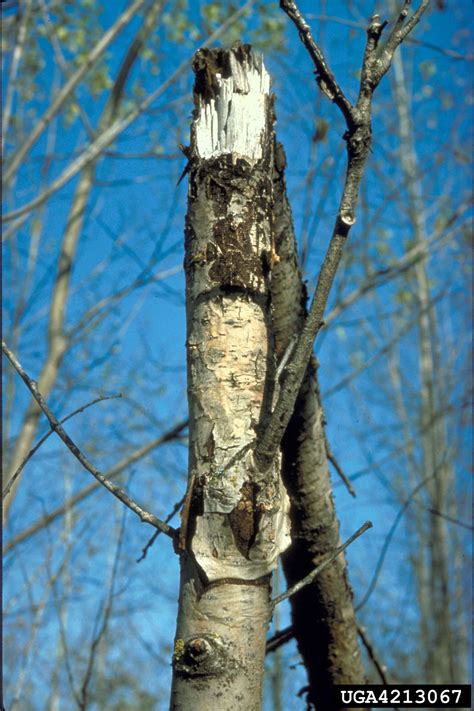 Hypoxylon Canker Of Aspen Entoleuca Mammata On Oak Quercus Spp