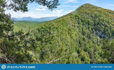 Mountain Overgrown With Thick Green Forest Snow Capped Mountains