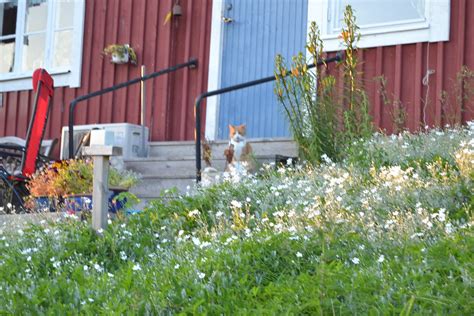 Midsommar Firande Midsommar Firande Stefansfoto Flickr