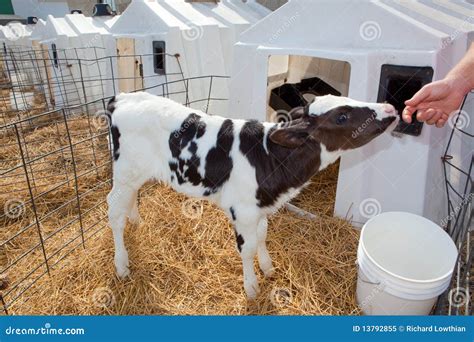 Het Kalf Van Holstein Stock Afbeelding Afbeelding Bestaande Uit
