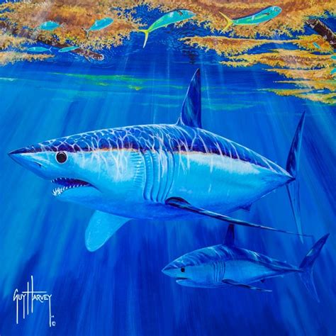 Ghri Research Makes Waves In Mako Shark Protection Guy Harvey