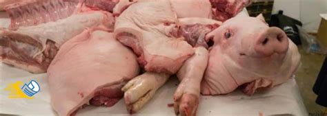 حكم أكل لحم الخنزير وسبب تحريمه مرجعي marj3y
